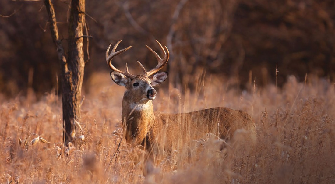 Key Wildlife Services: A Texas Wildlife Management Company