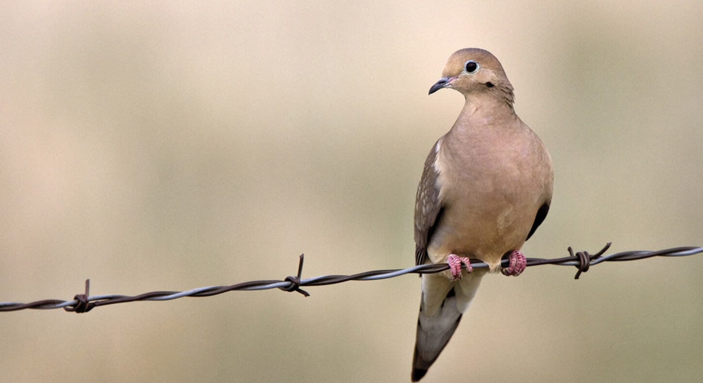 Wildlife Tax Valuation for Wildlife Exemption